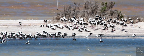 AustraliaPerth 10  086